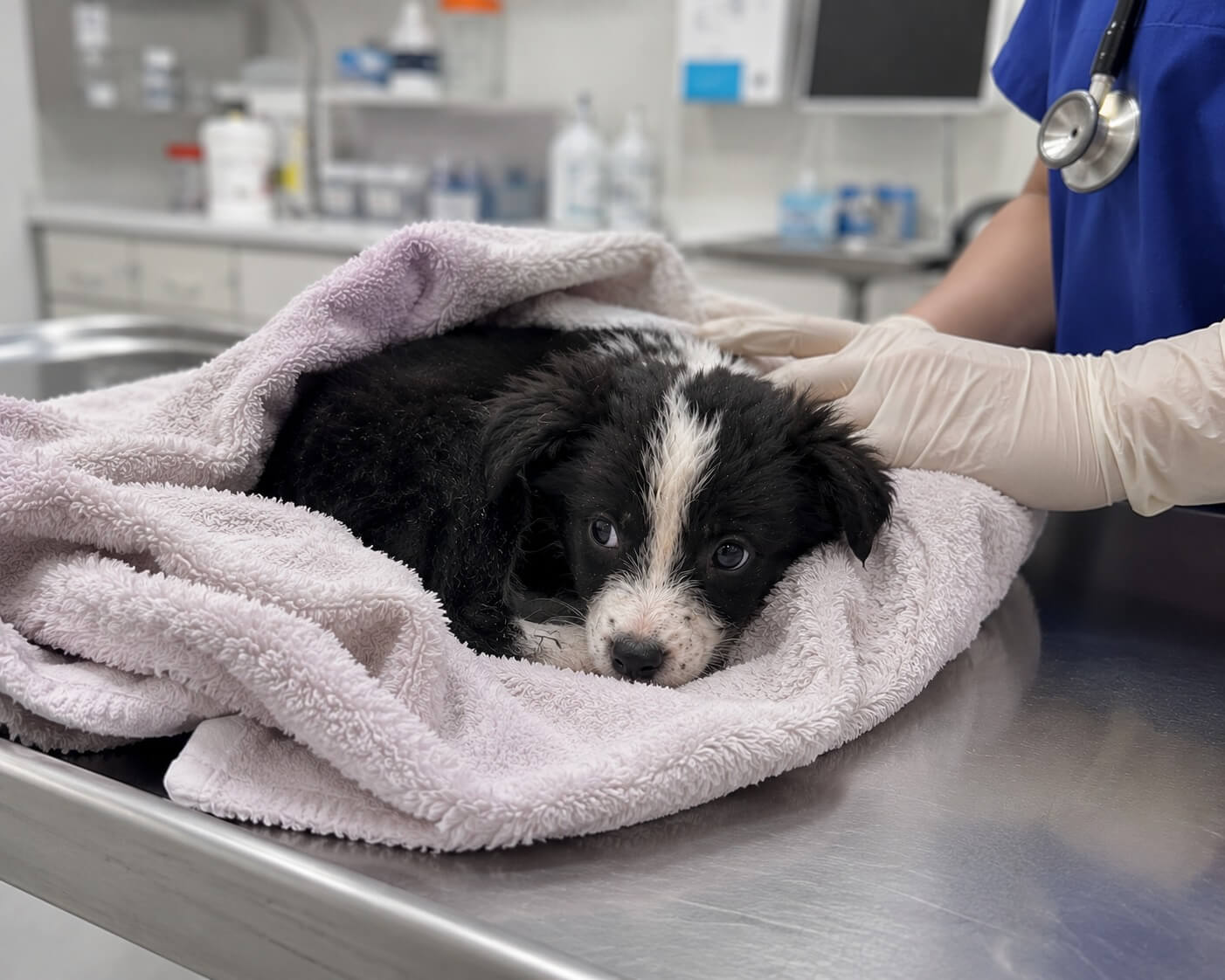WIllow in the vet clinic
