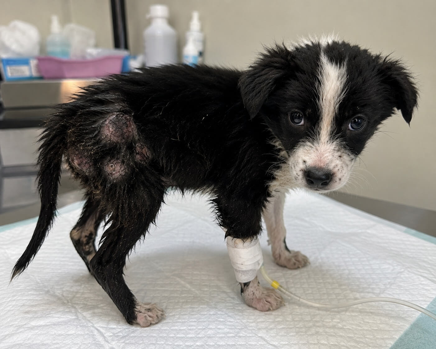 WIllow recovering