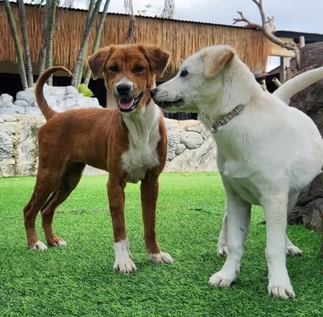 Willow playing other dogs