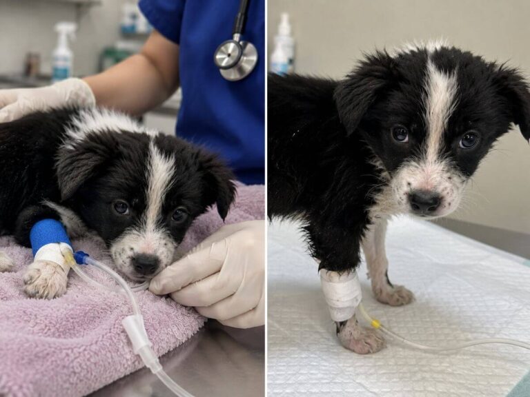 Willow rescue story