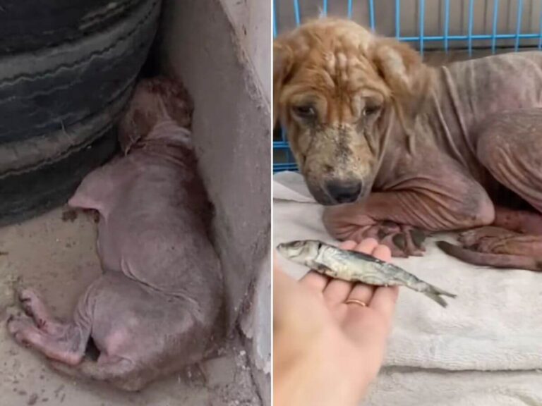 Willow rescue story