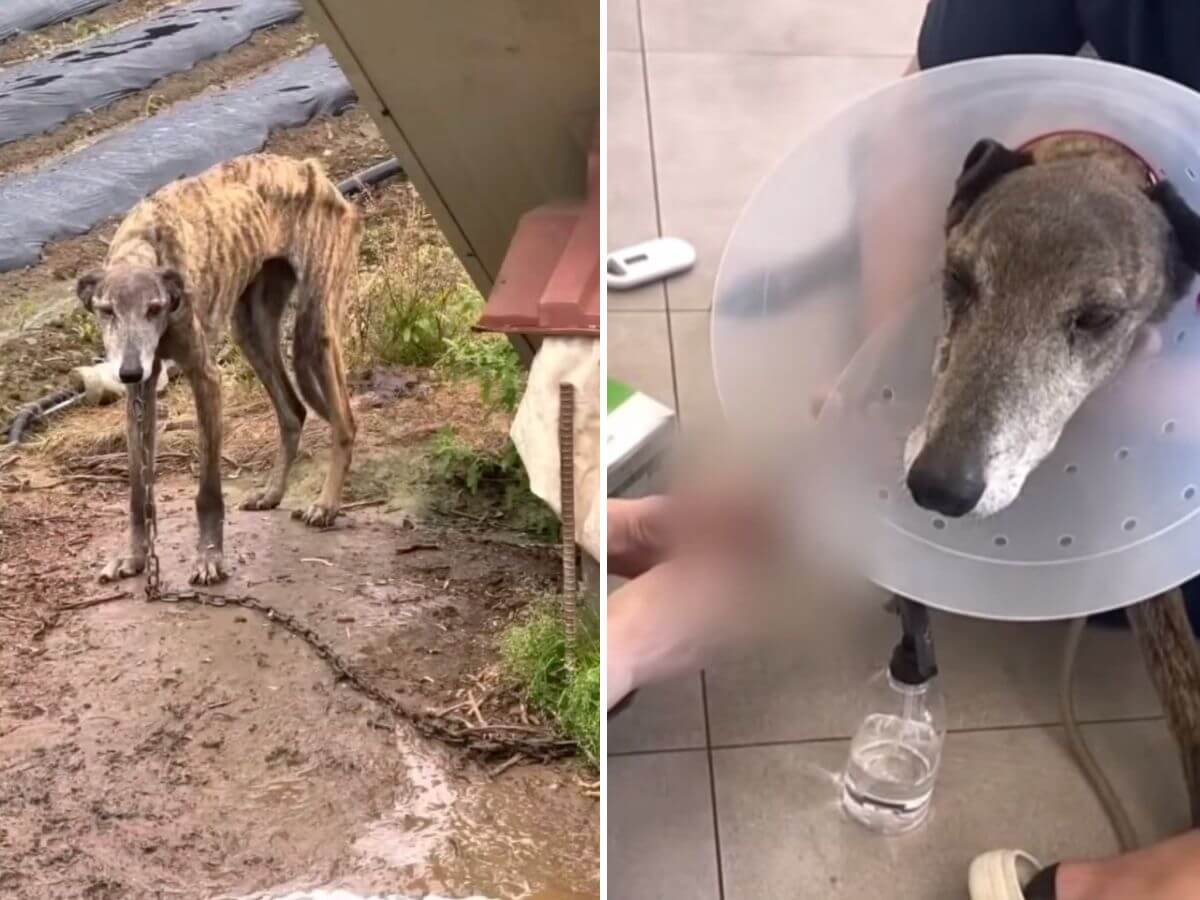 elderly dog rescue story
