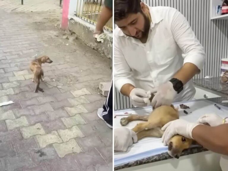 Mishti rescue story