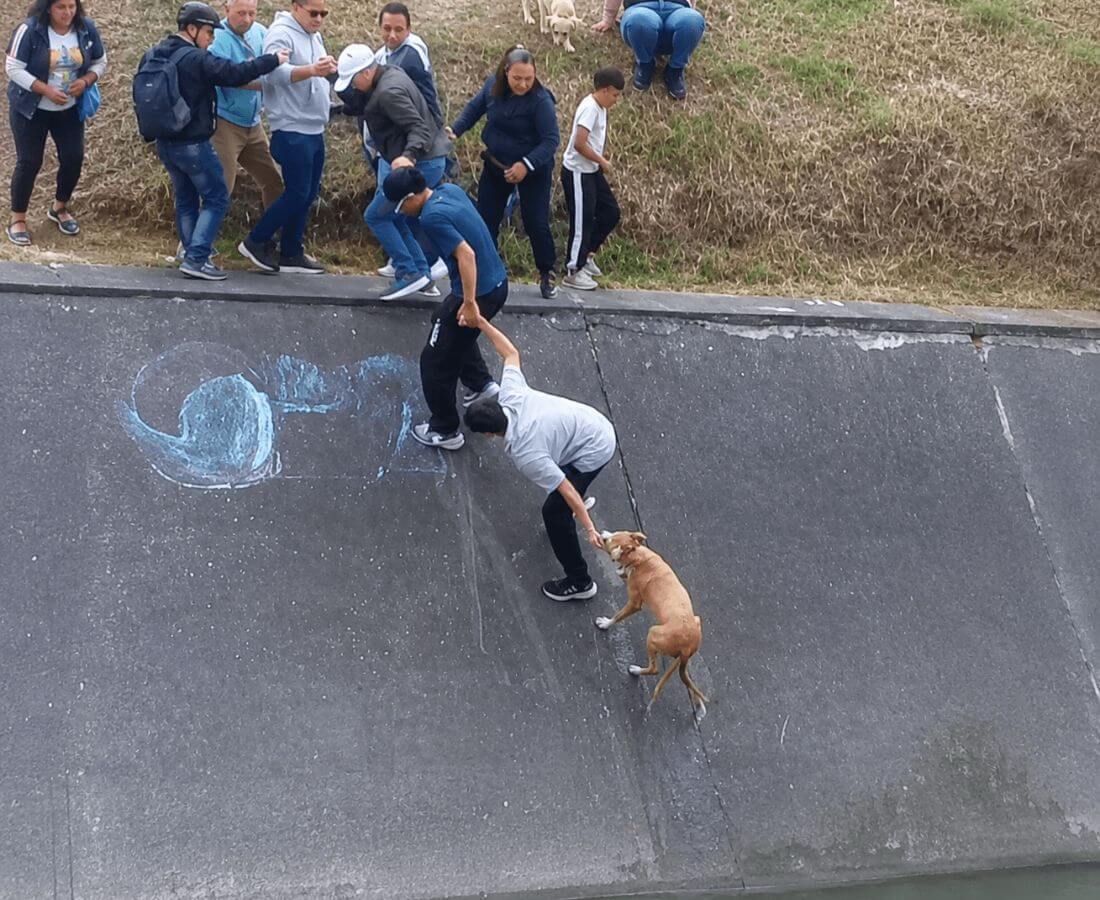 TikTok/nicogallartdo
