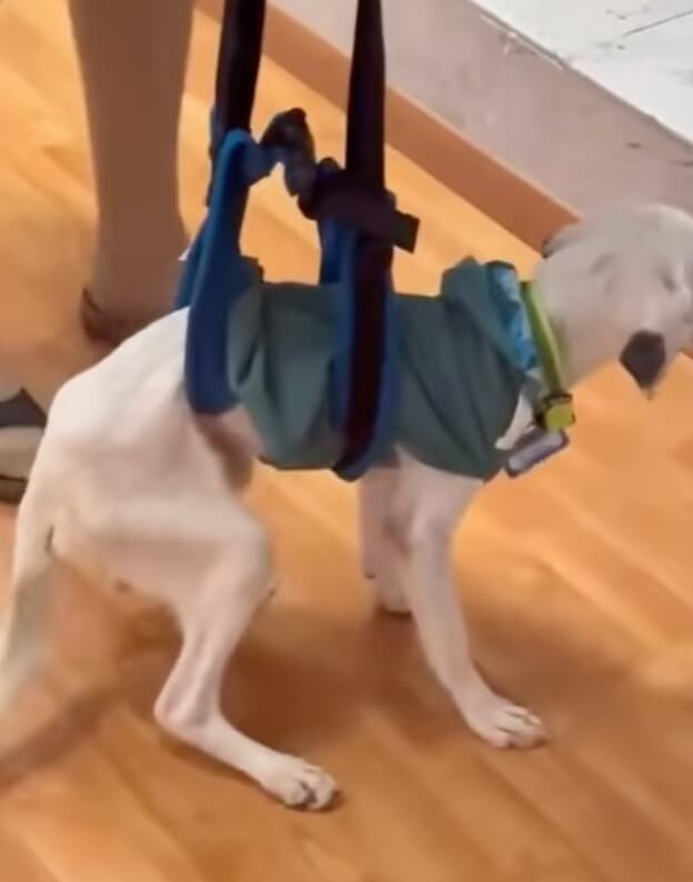 Benito learning to walk