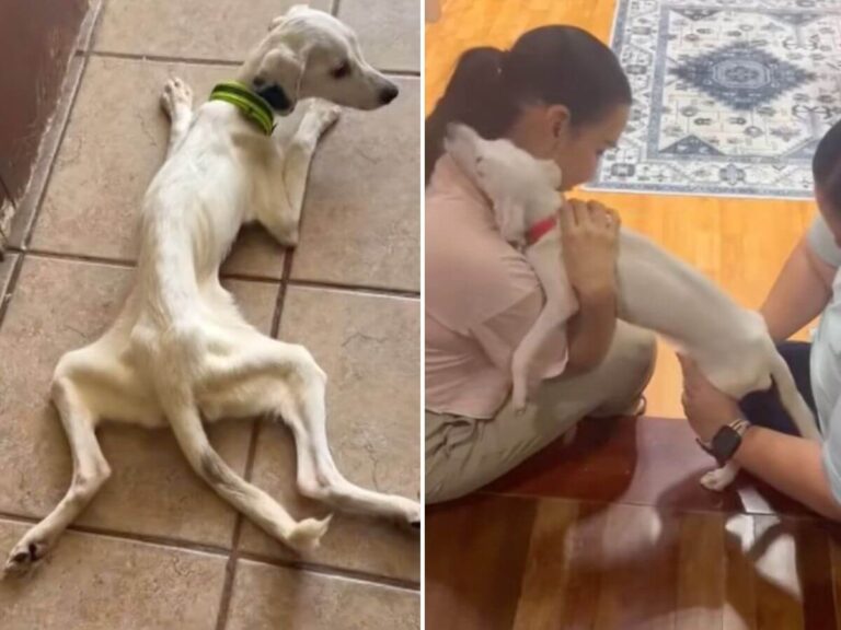 Benito rescue story