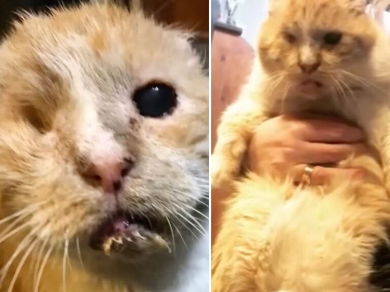 Bruiser rescue story