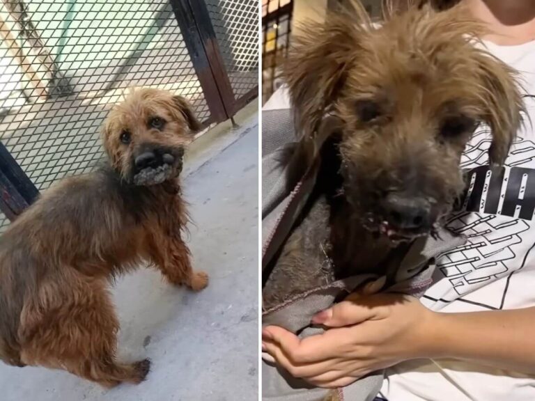 Cacho rescue story