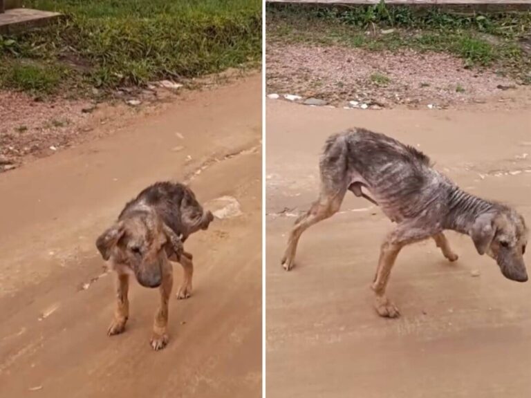 Canarinho rescue story