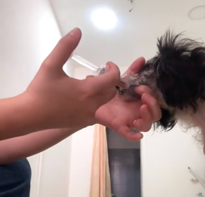 Chester being fed from syringe