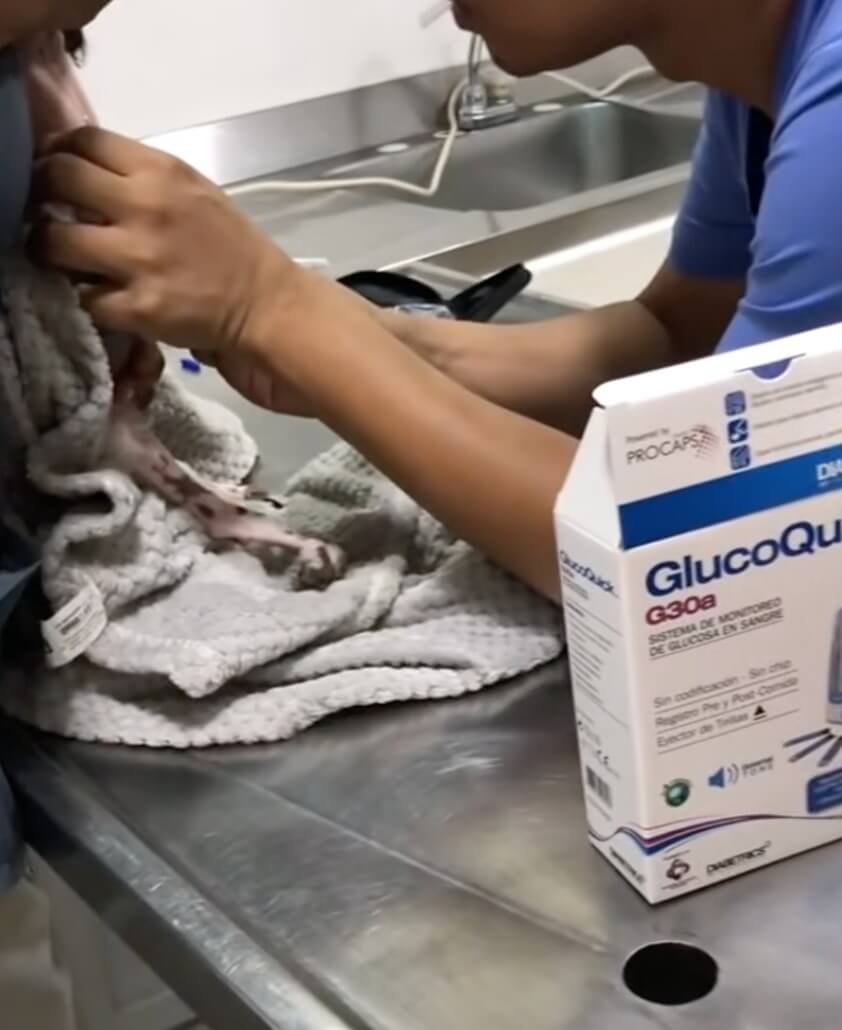 Chester getting his insulin therapy