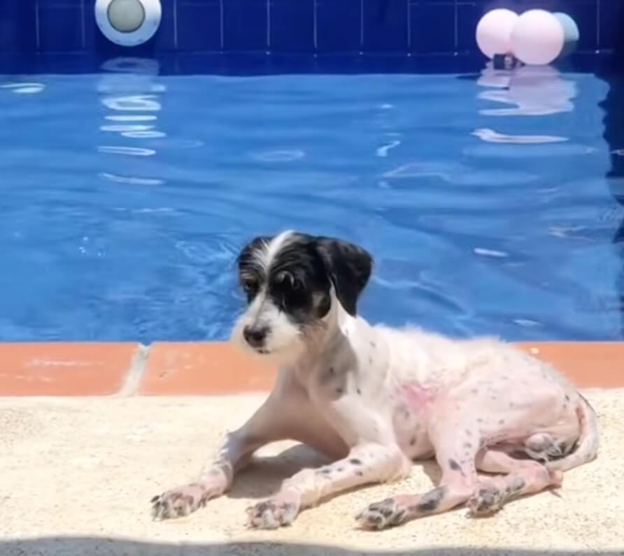 Chester healing