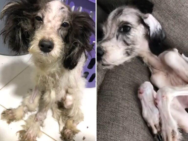 Chester rescue story