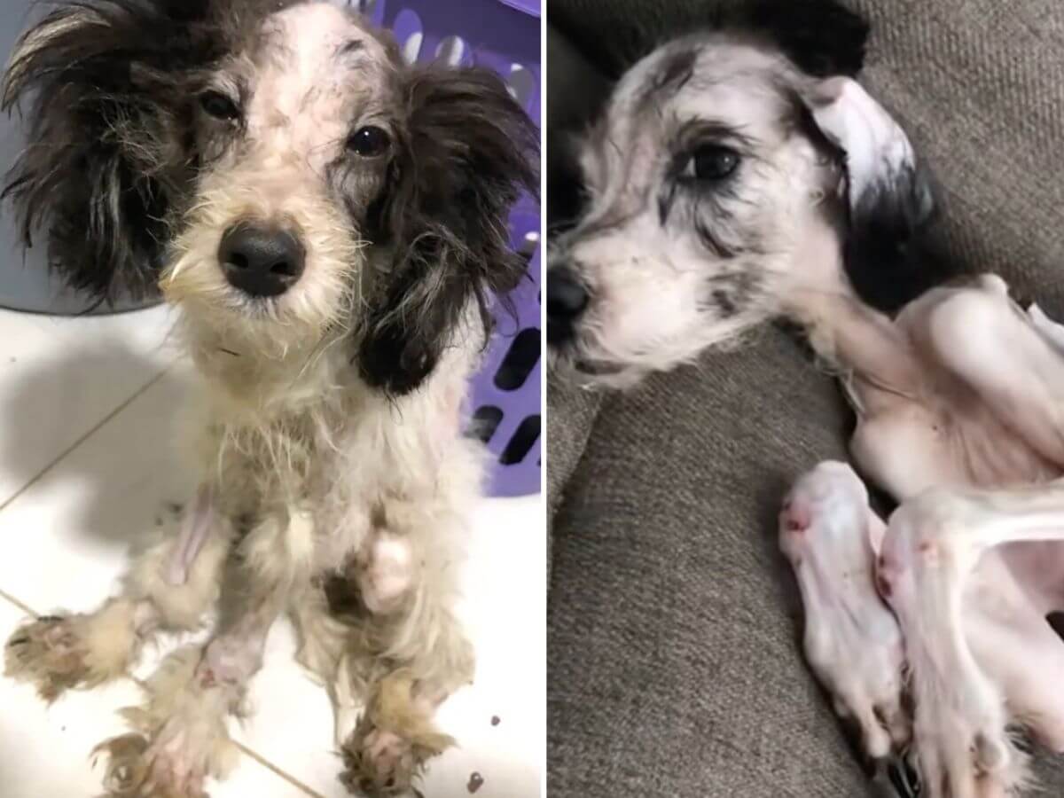 Chester rescue story