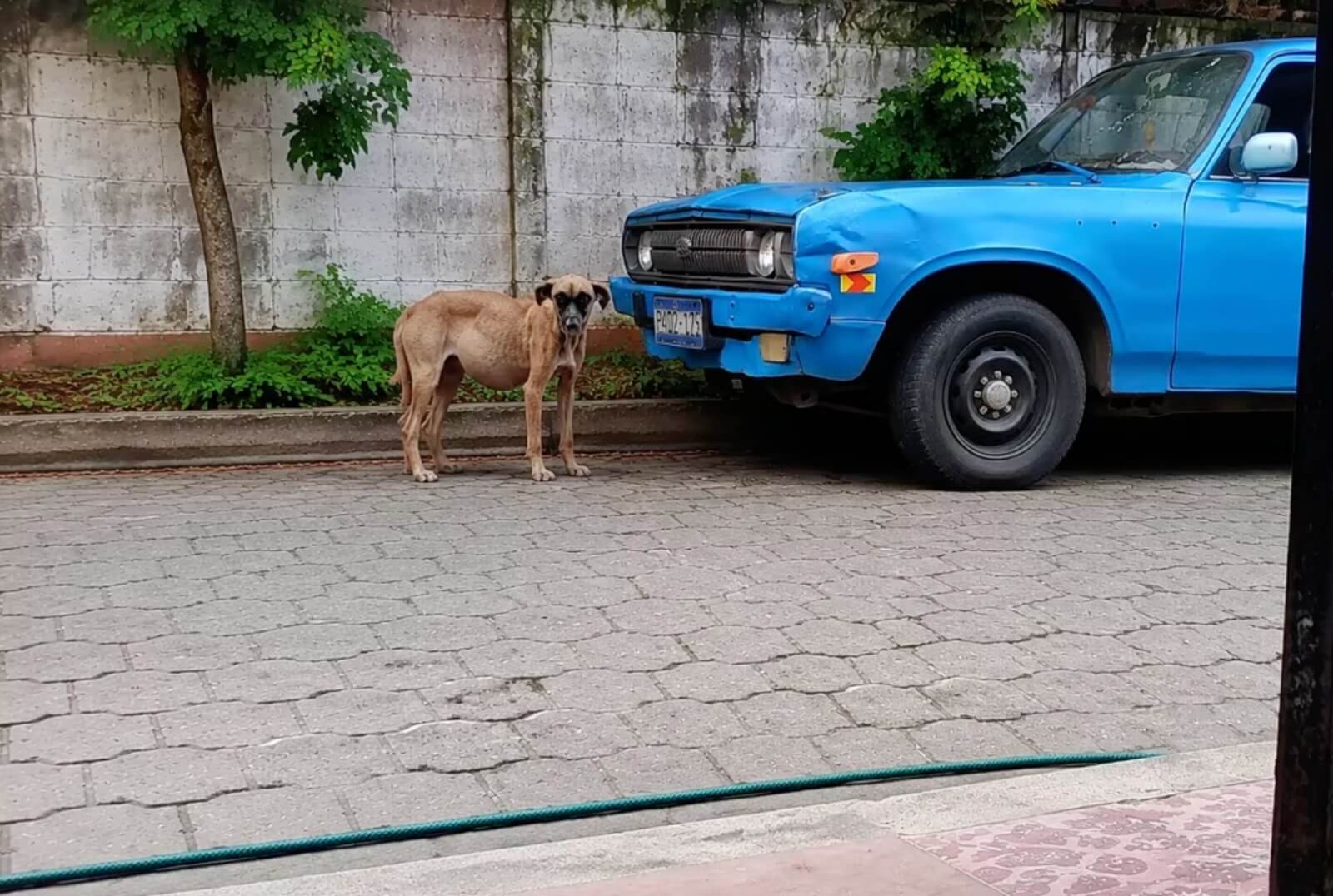 How Lulu was found