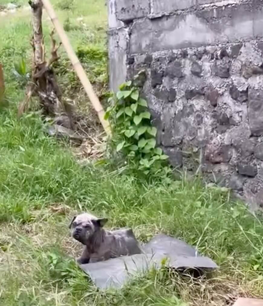 How Ollie was found