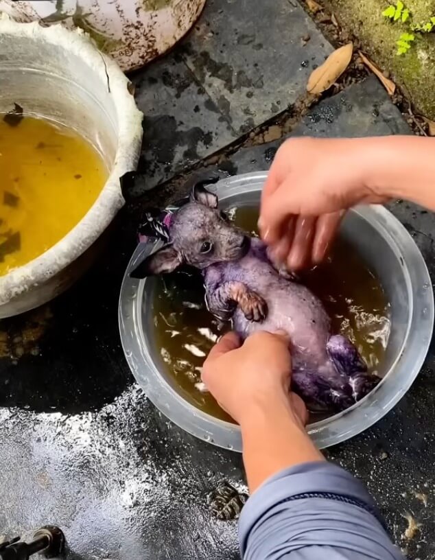Kia getting his first bath