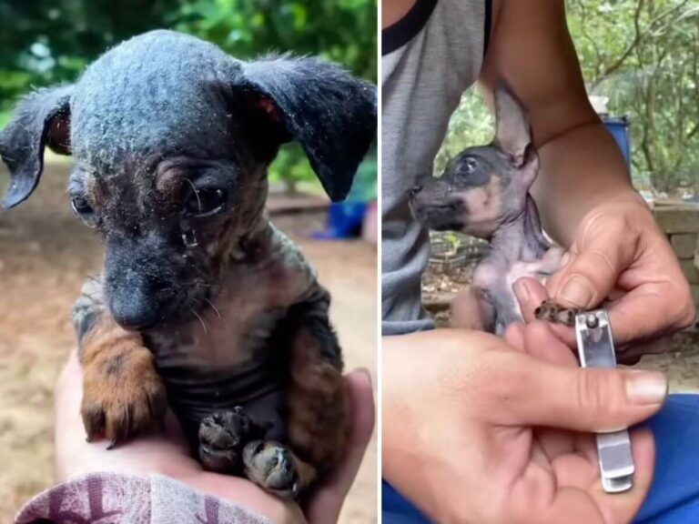Kia rescue story