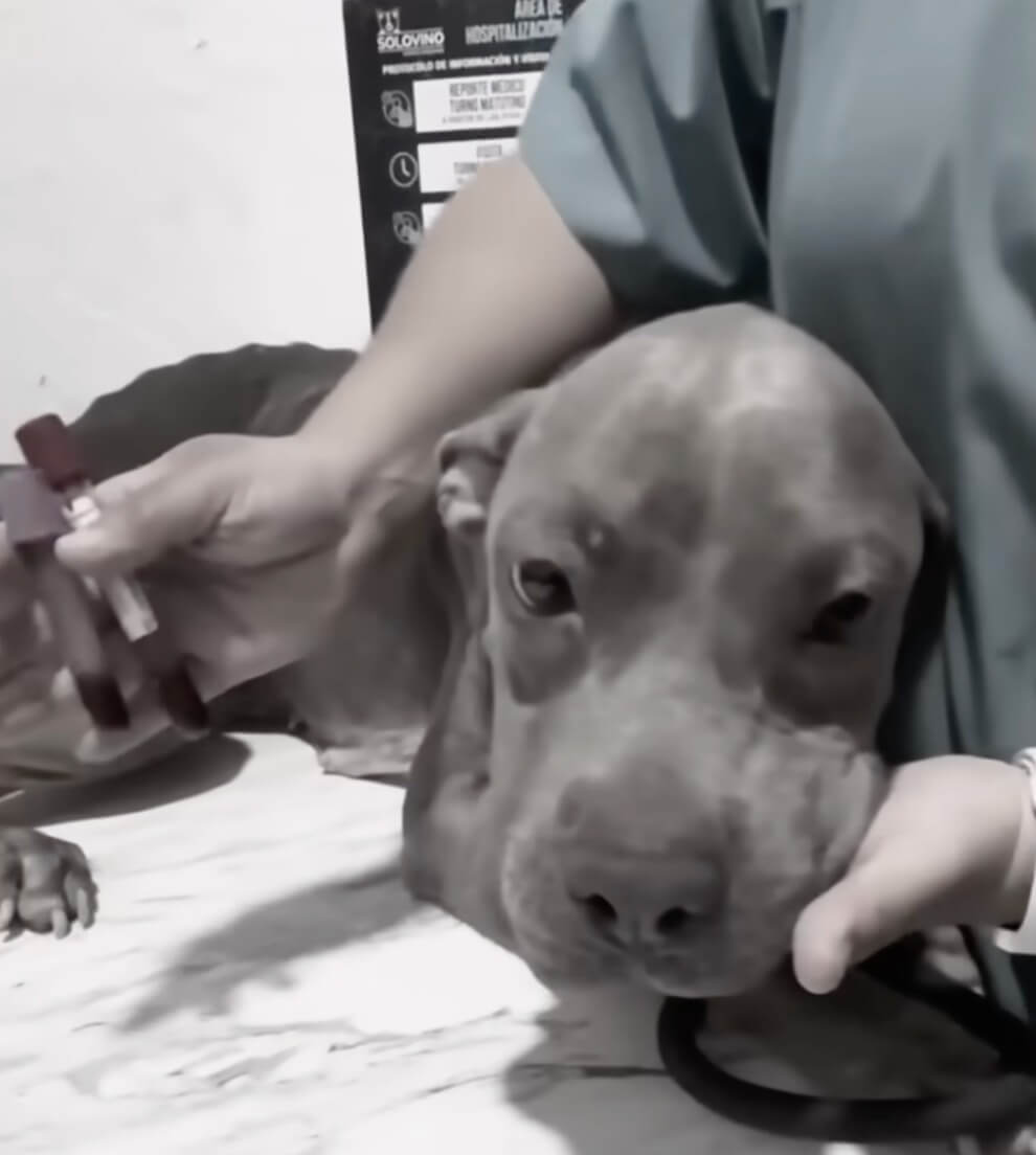 Kiki getting her treatment