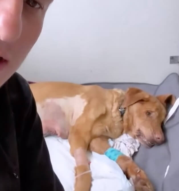 Lodzia after her surgery