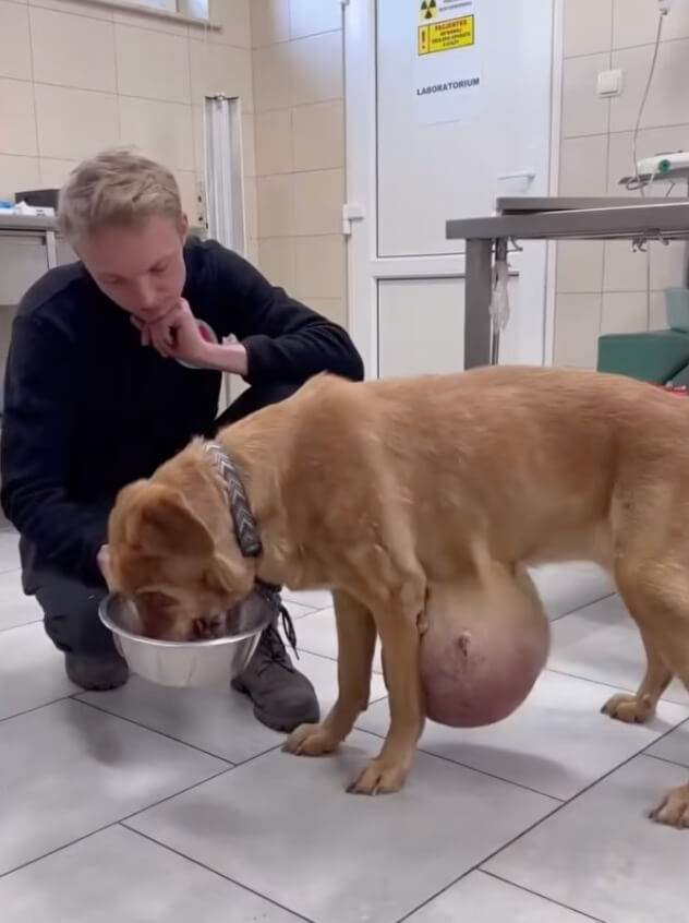 Lodzia at the vet clinic