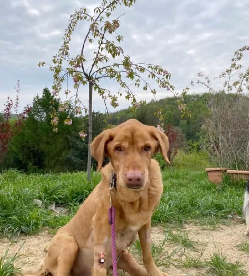 Lodzia recovering