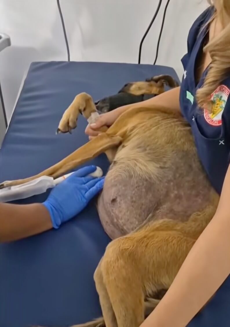 Lulu at the vet clinic