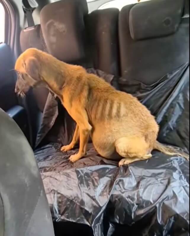 Lulu being taken to the vet clinic