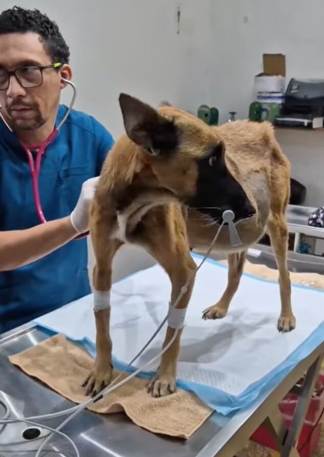 Lulu getting her treatments done