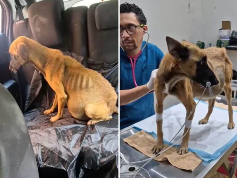 Lulu rescue story