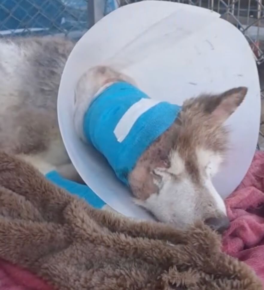Marley after his surgery