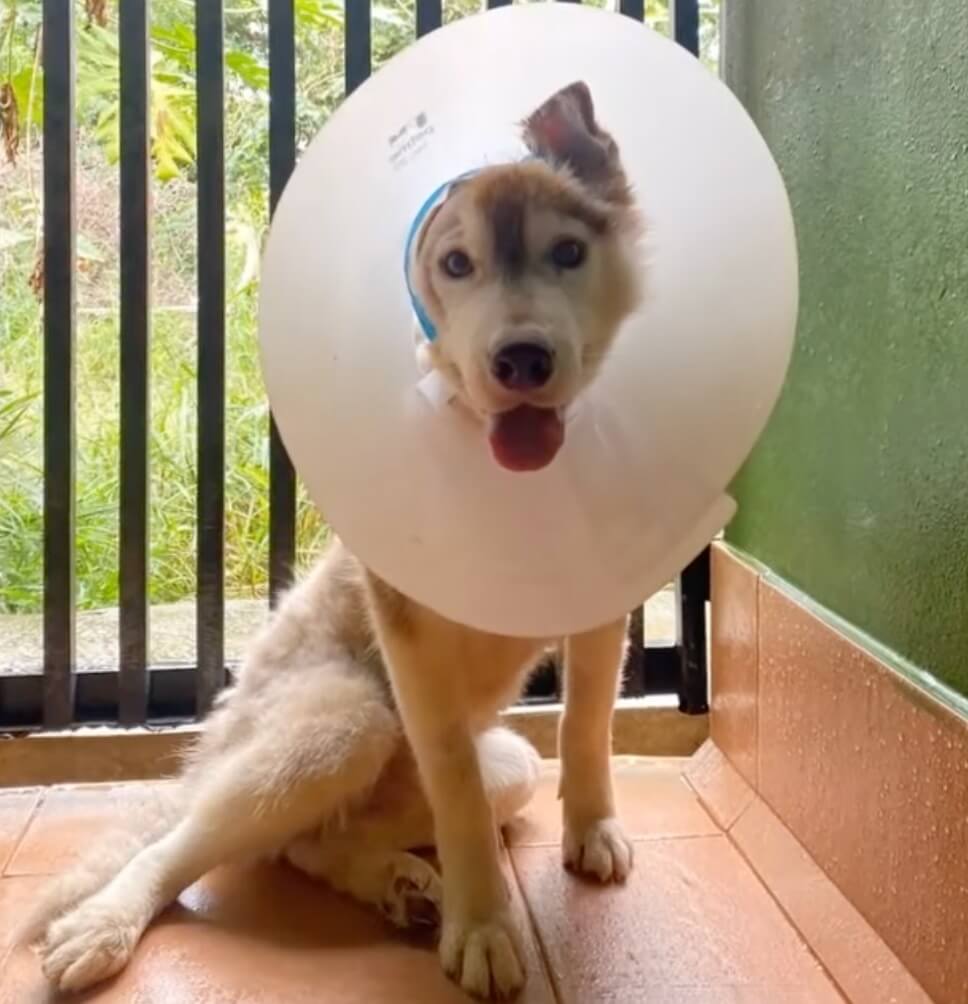 Marley recovering