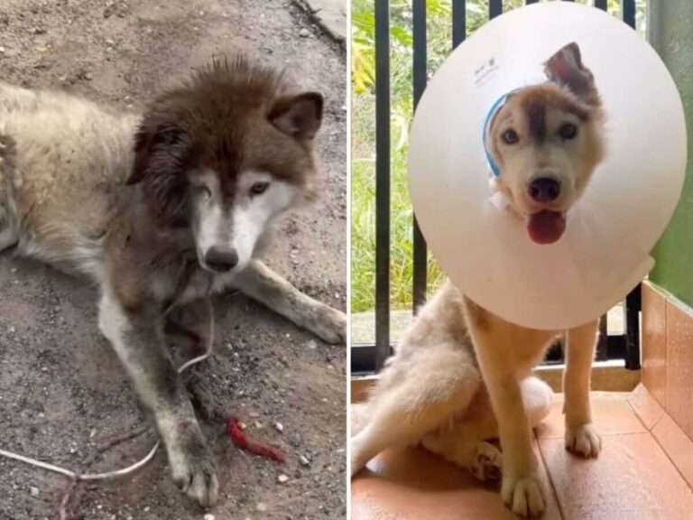 Marley rescue story