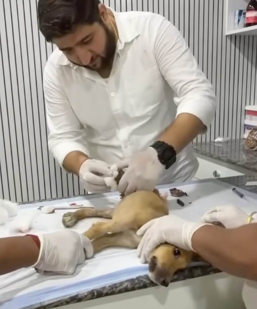 Mishti at the vet clinic