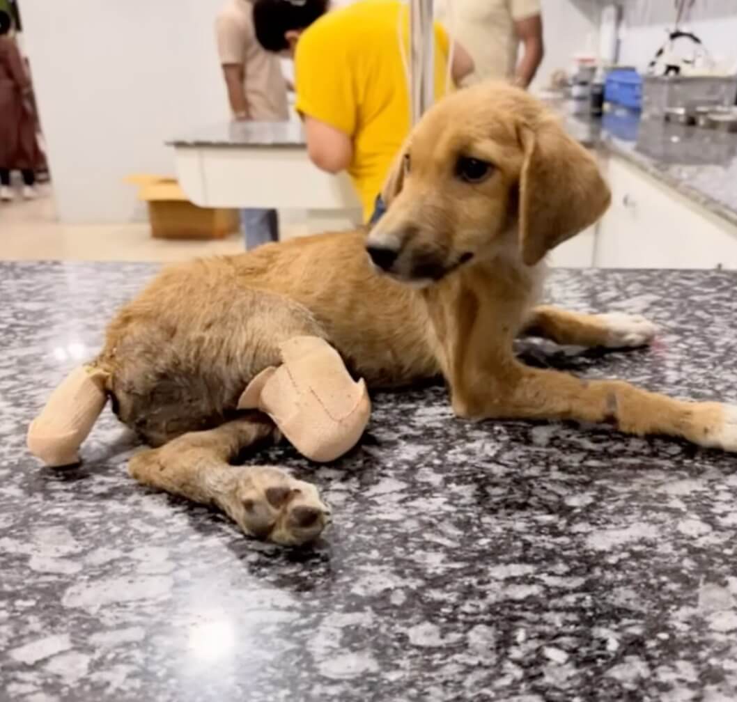 Mishti recovering her surgery
