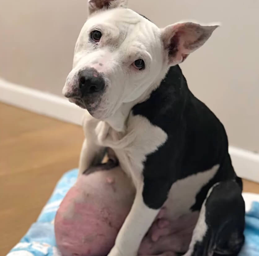 Nina before her surgery