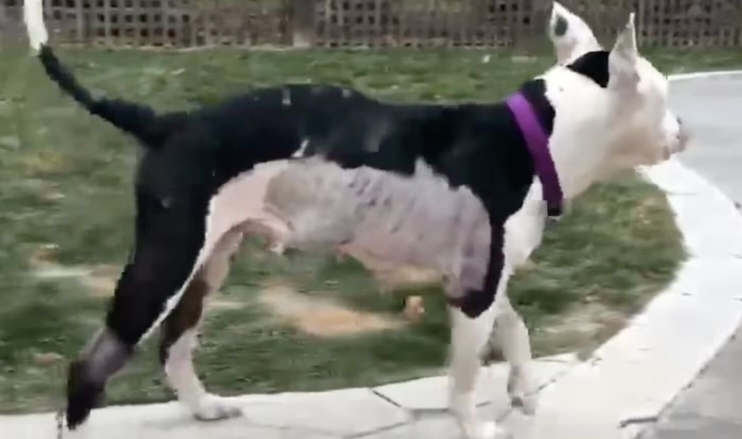 Nina recovering in foster home