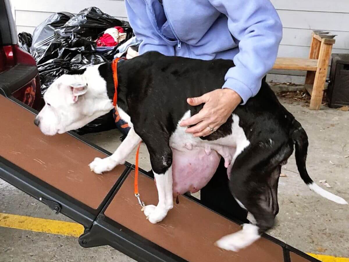 Nina rescue story
