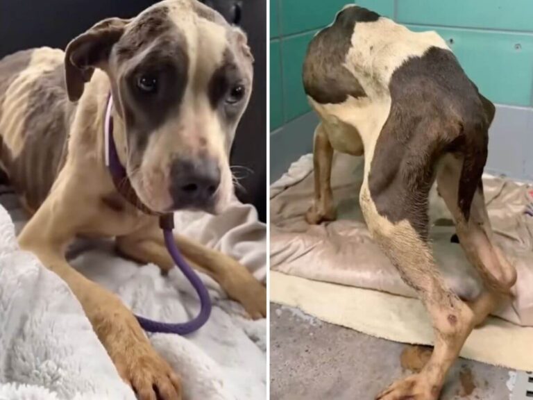 Nola rescue story