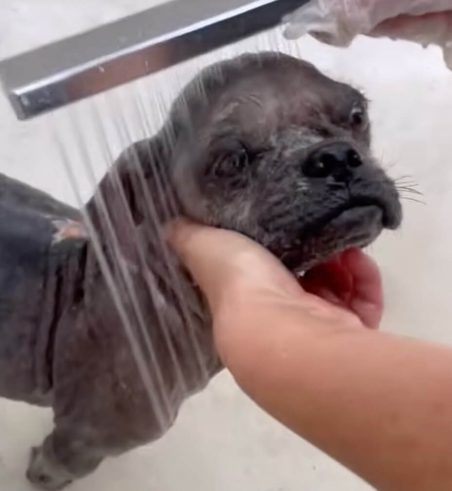 Ollie bathing