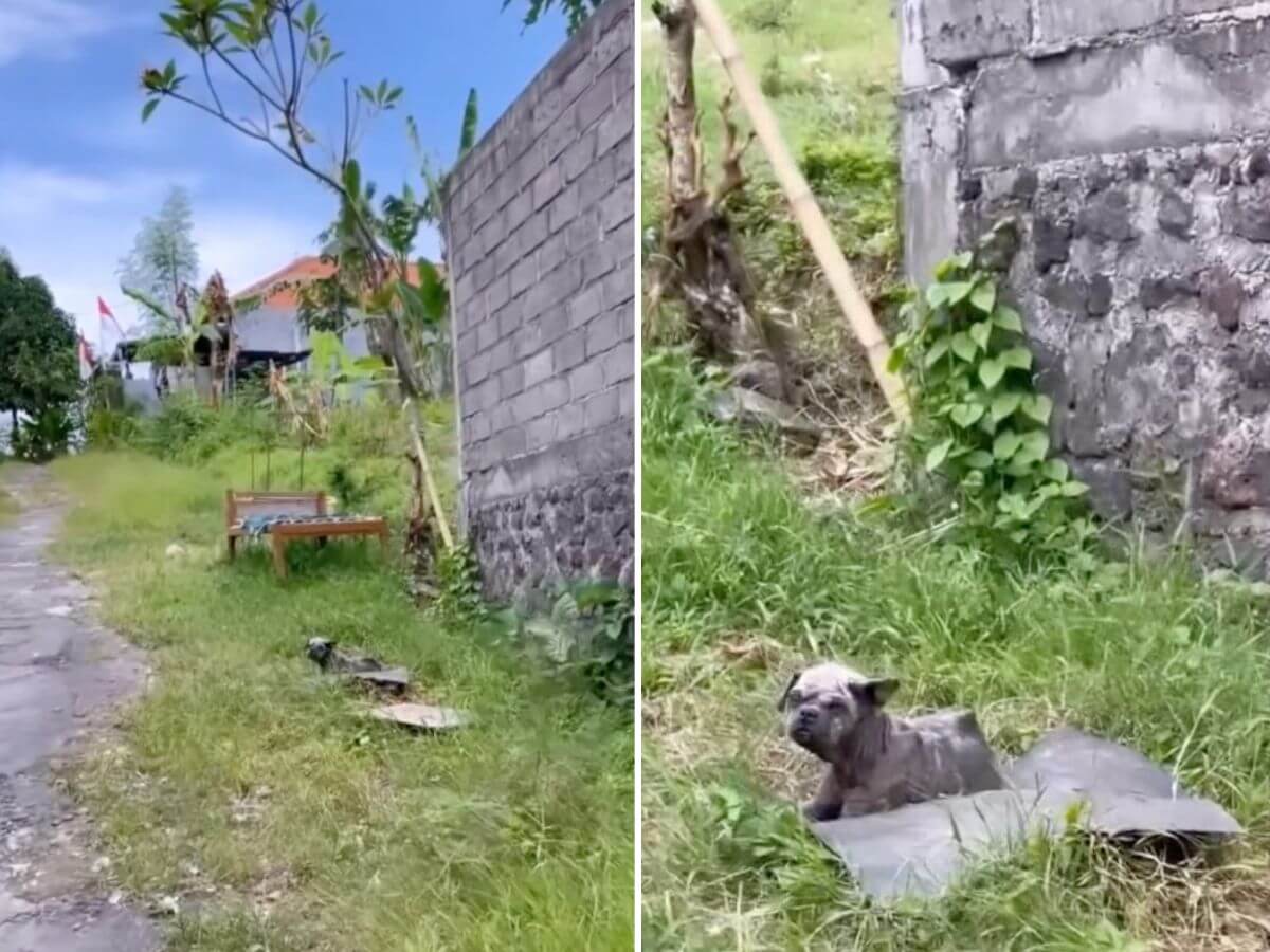 Ollie rescue story