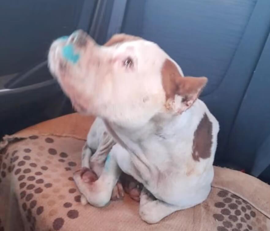 Ozgur going to the vet clinic