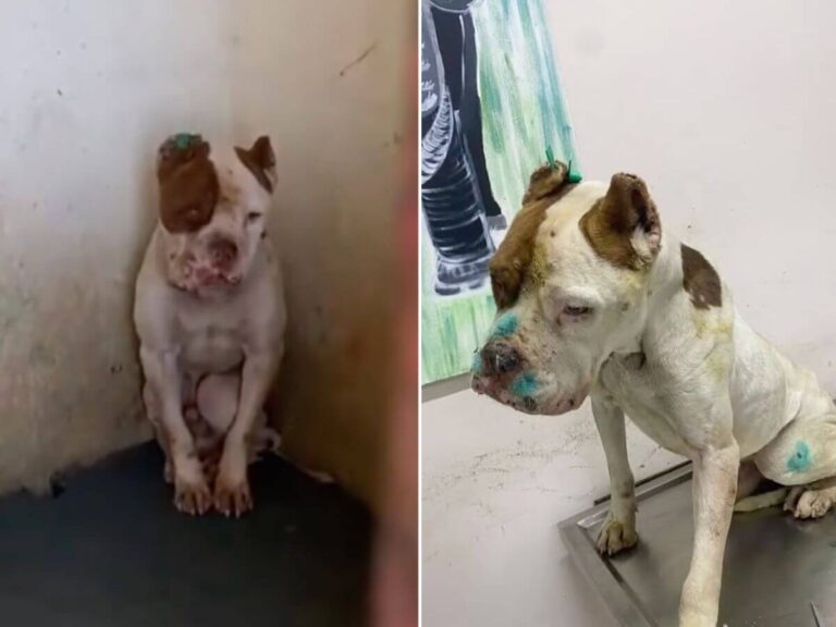 Ozgur rescue story