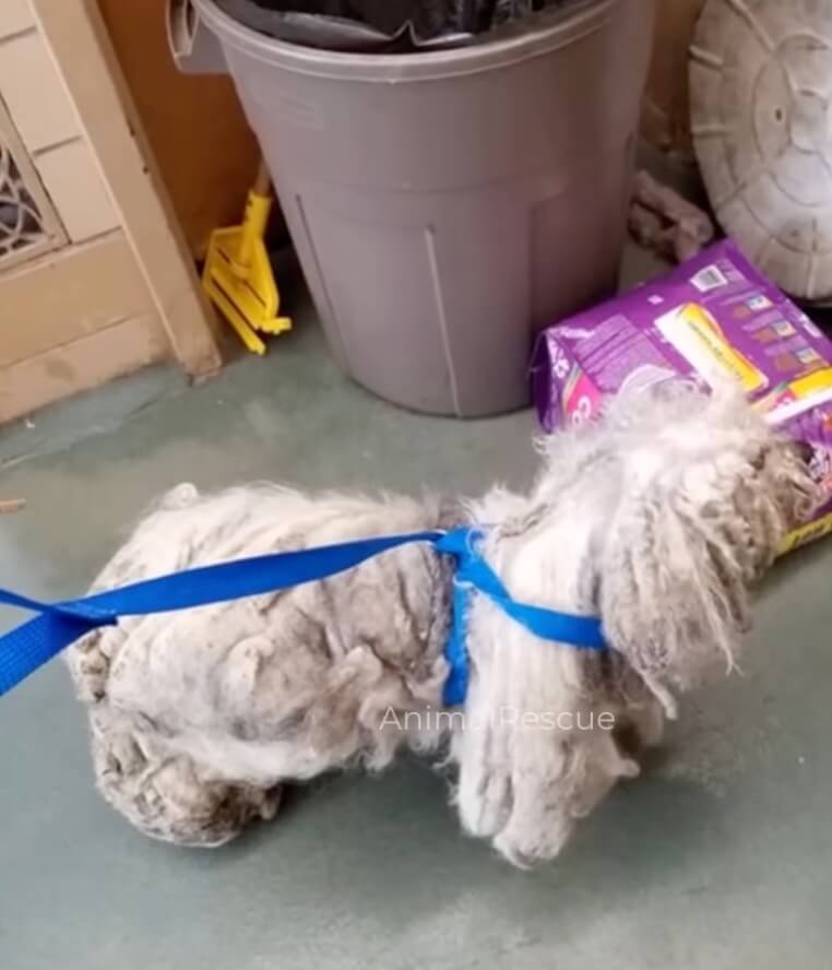 Parker going to the vet