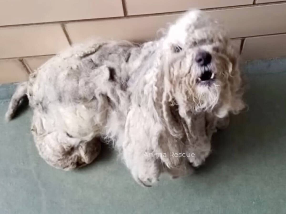 Parker rescue story