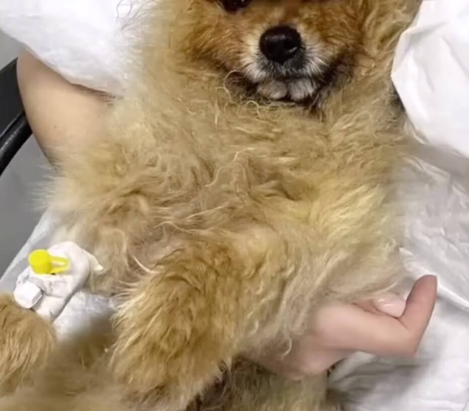 Punch getting his treatments