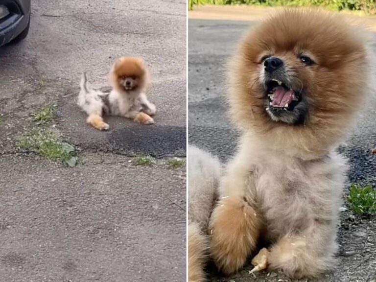 Punch rescue story