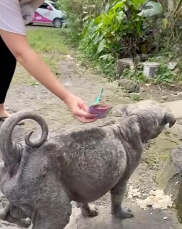 Rescuer offering food