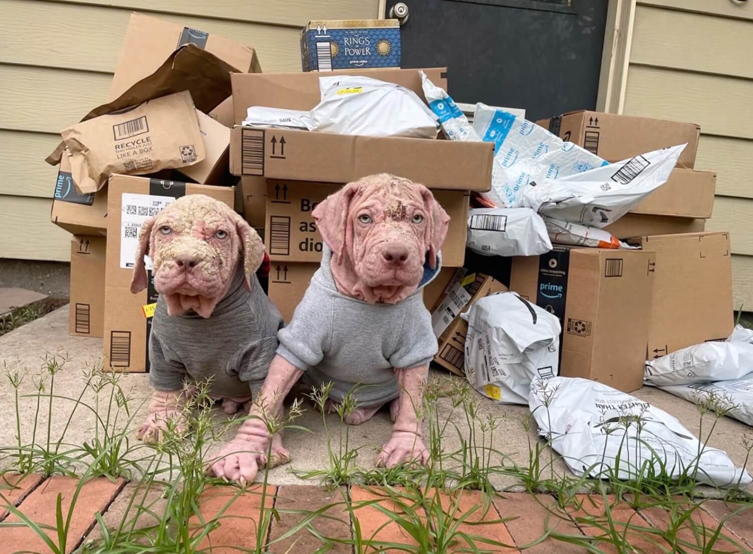Rhaegal and Drogon in foster home