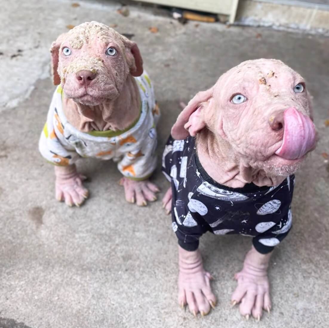 Rhaegal and Drogon recovering